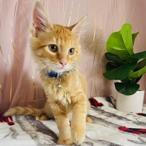 Enlarge Mac , an adopted Domestic Long Hair in Tarrytown, NY image 2/6