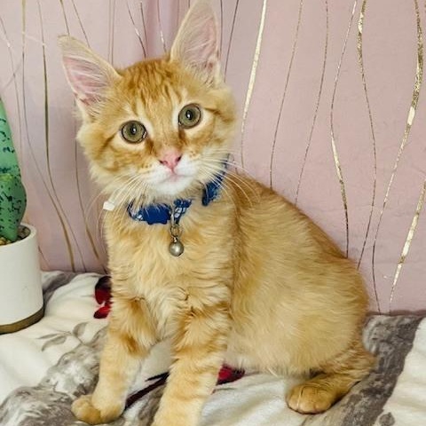 Mac , adopted, Kitten Male Domestic Long Hair.