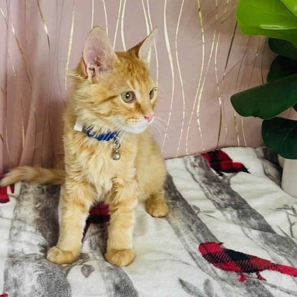 Enlarge Mac , an adopted Domestic Long Hair in Tarrytown, NY image 3/6