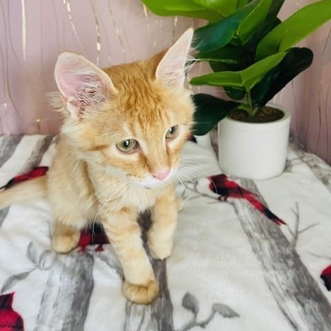 Enlarge Mac , an adopted Domestic Long Hair in Tarrytown, NY image 5/6