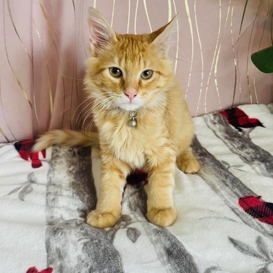 Enlarge Mac , an adopted Domestic Long Hair in Tarrytown, NY image 4/6