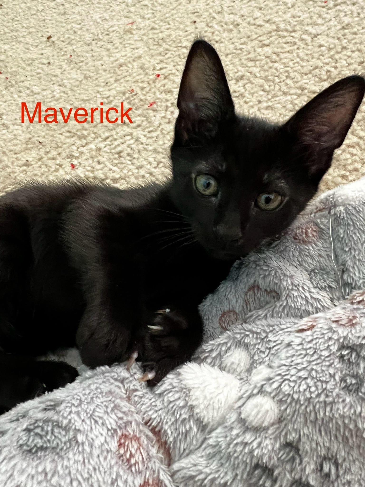Maverick photo 1