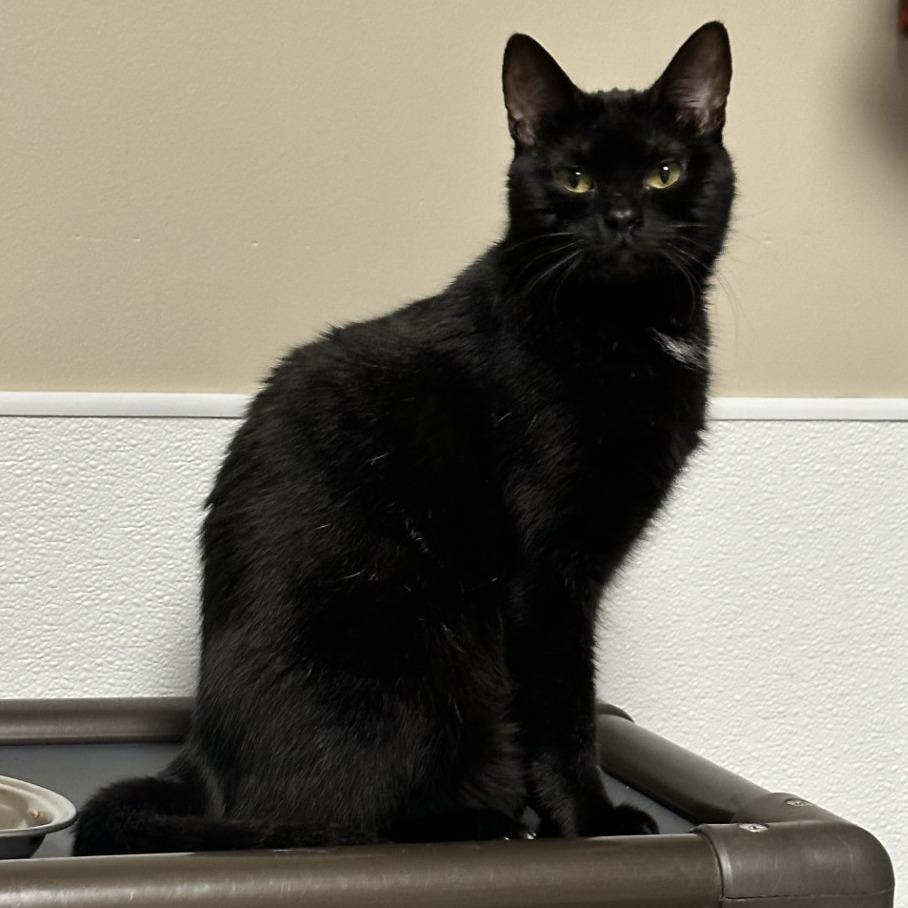 Tinkerbell, Adoptable, Adult Female Domestic Short Hair & Domestic Short Hair.