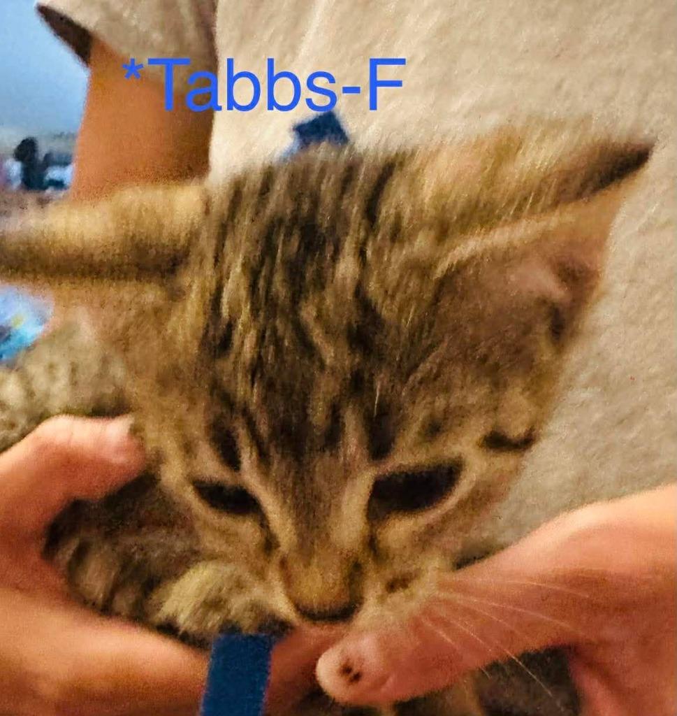 Tabbs, Adoptable, Kitten Female Domestic Short Hair.