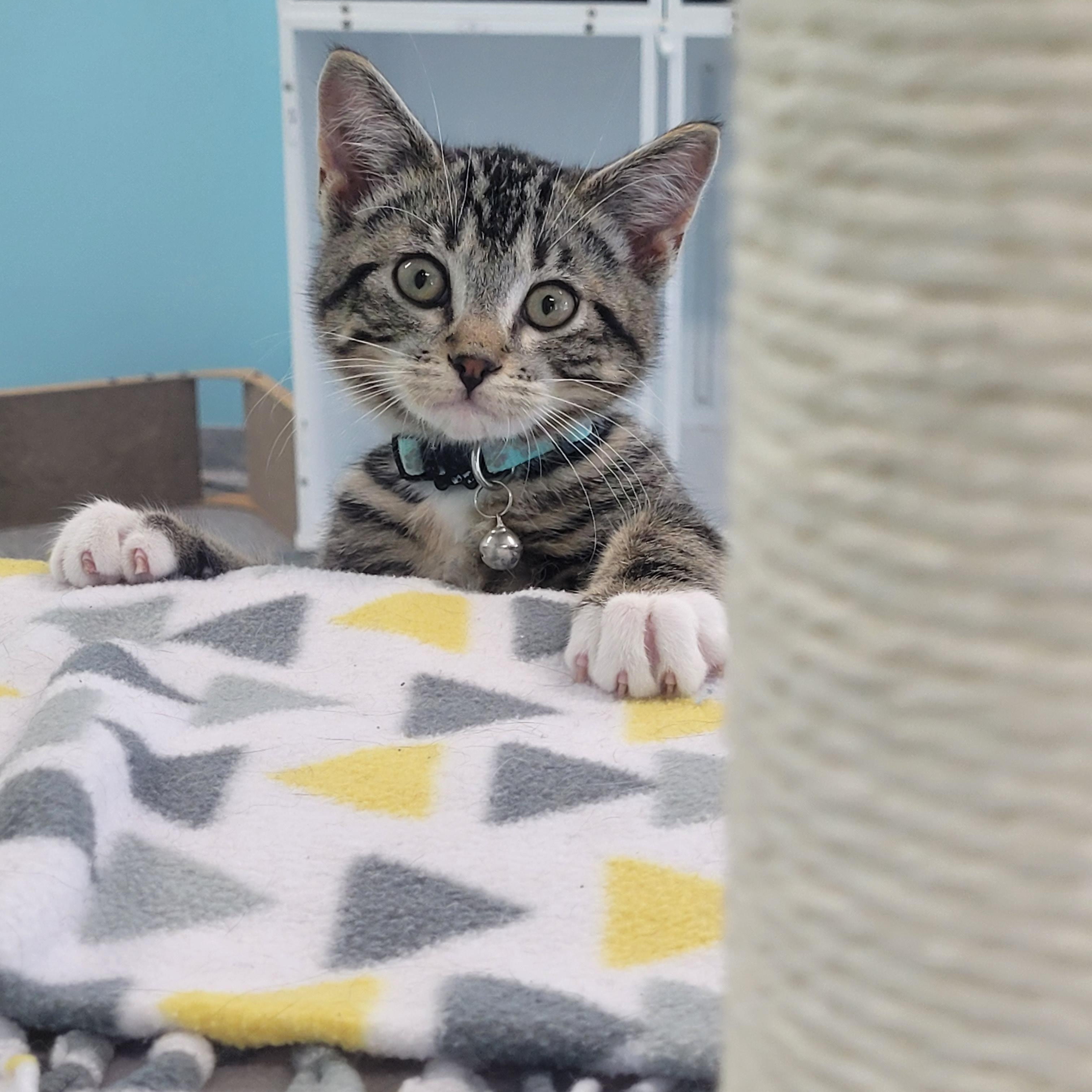 Patrick, ADOPTABLE, Young Male Domestic Short Hair.