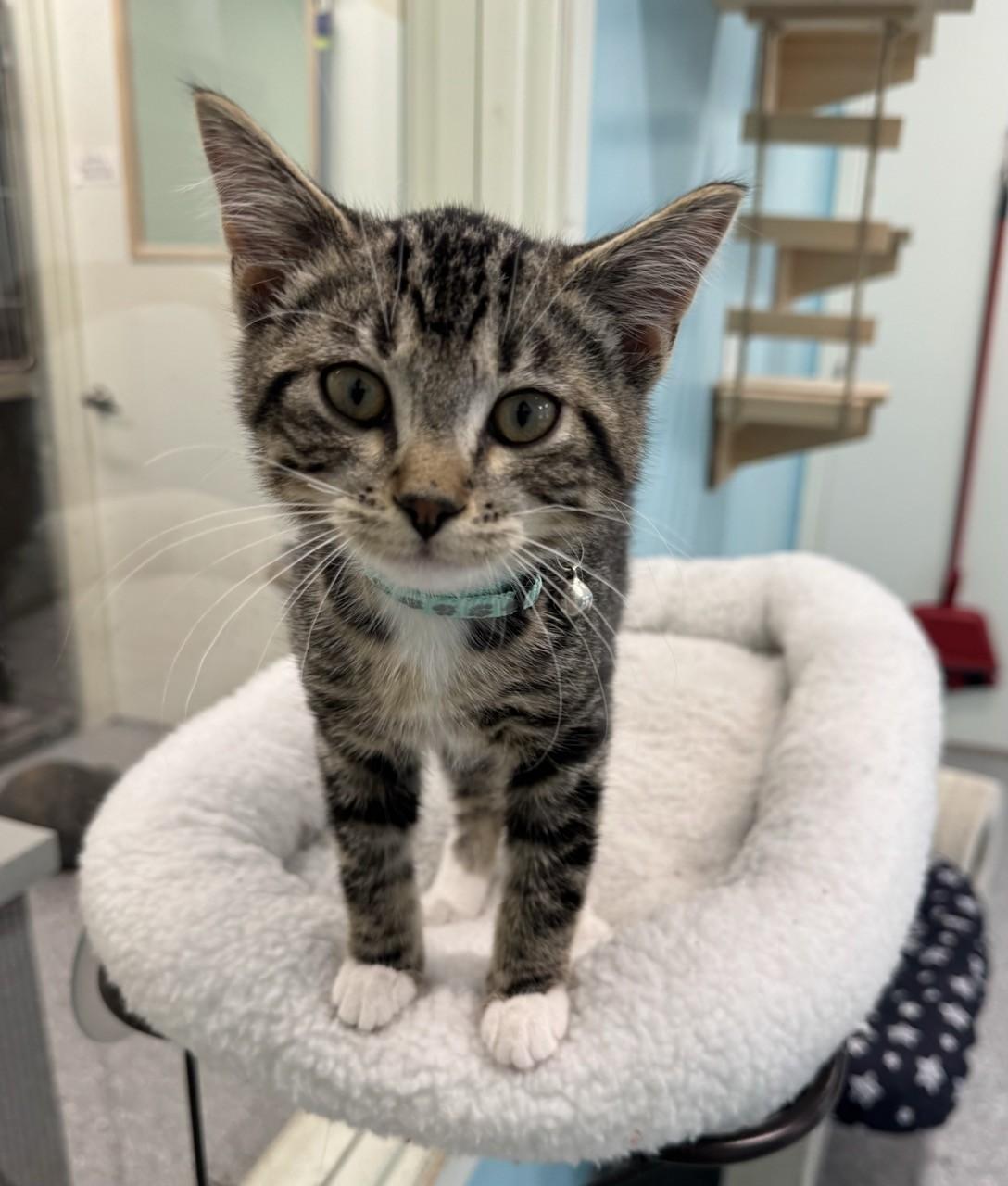 Enlarge Patrick, a ADOPTABLE Domestic Short Hair in Morris, MN image 2/2