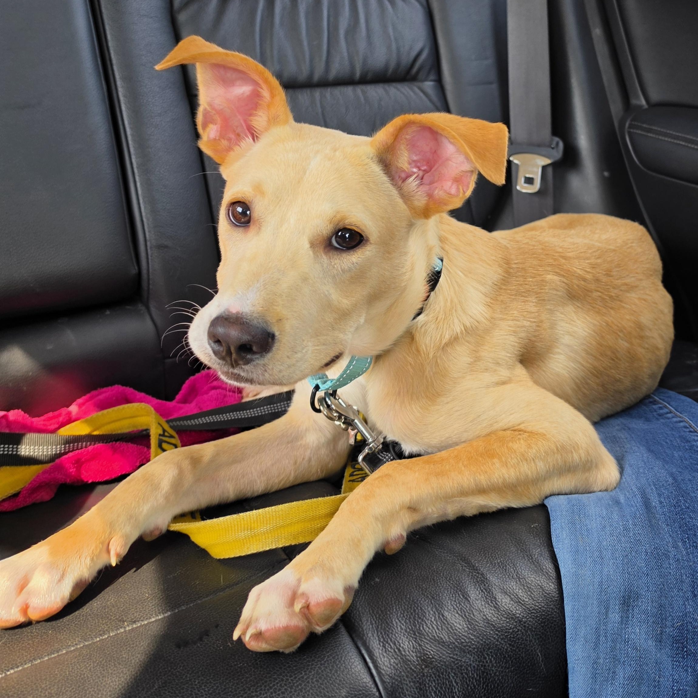 Enlarge Bowie, a ADOPTABLE mixed breed in East Peoria, IL image 2/6