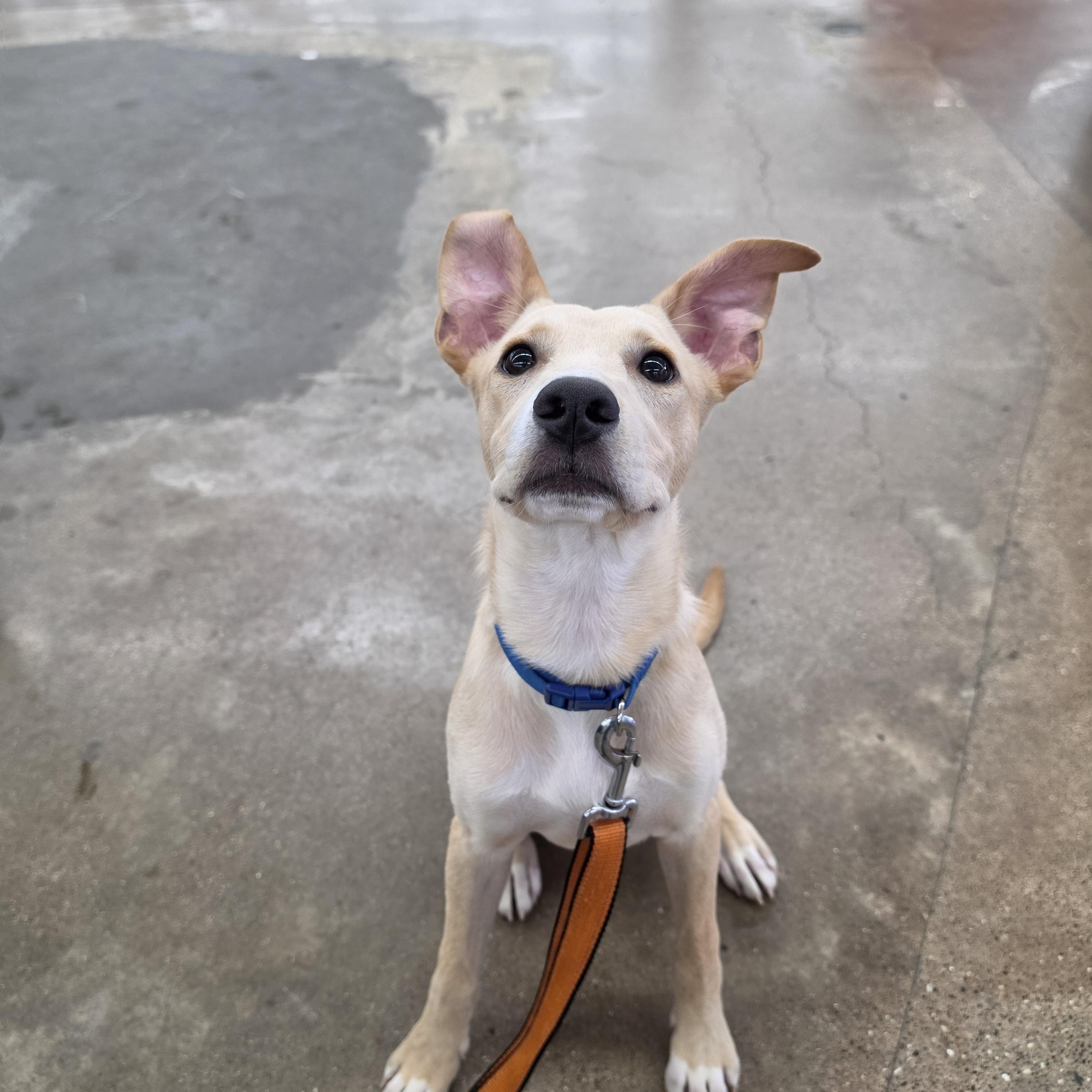 Enlarge Bowie, a ADOPTABLE mixed breed in East Peoria, IL image 4/6
