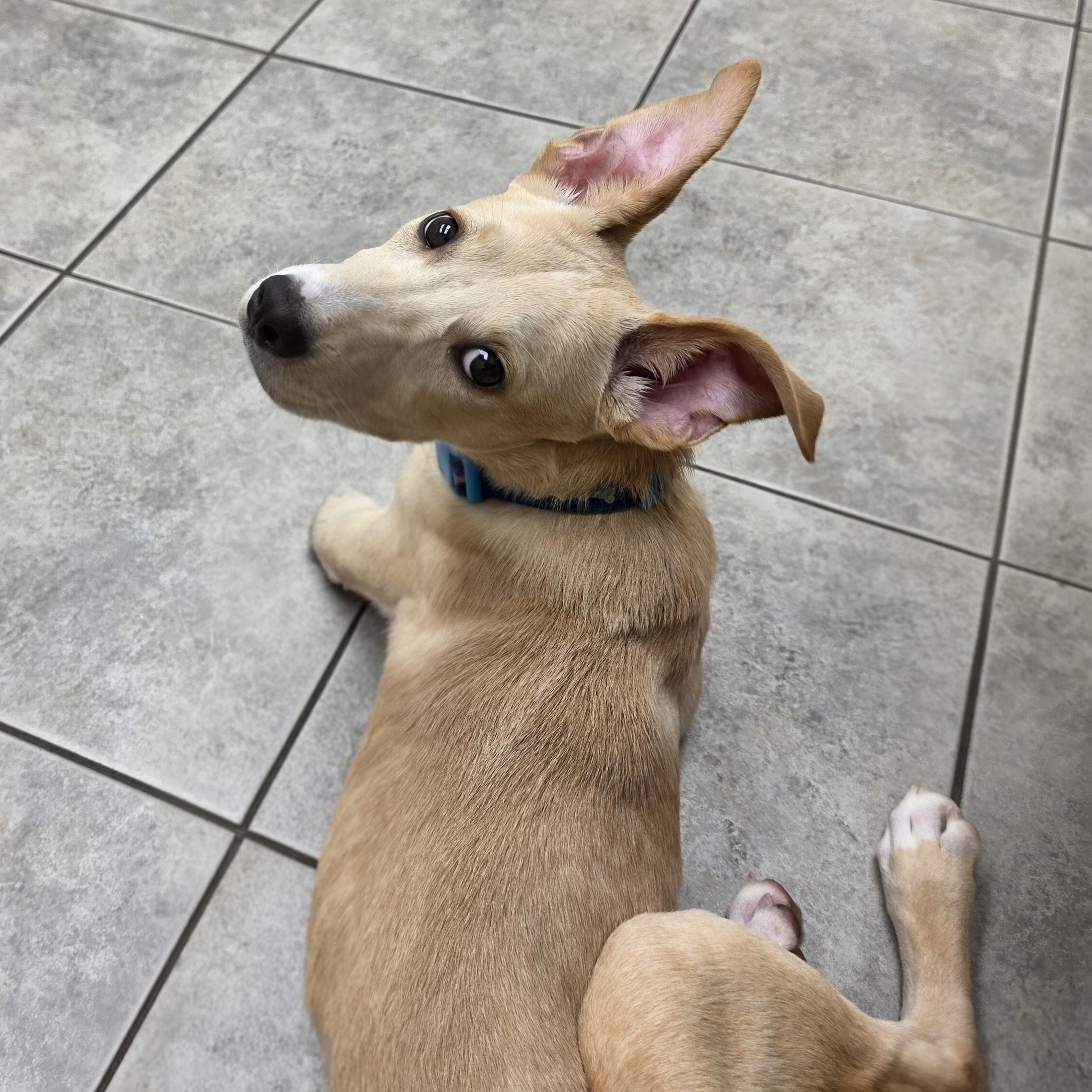 Enlarge Bowie, a ADOPTABLE mixed breed in East Peoria, IL image 3/6
