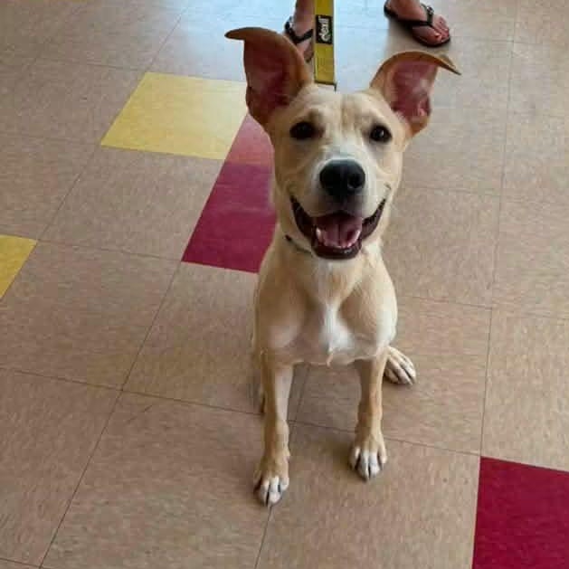 Enlarge Bowie, a ADOPTABLE mixed breed in East Peoria, IL image 6/6