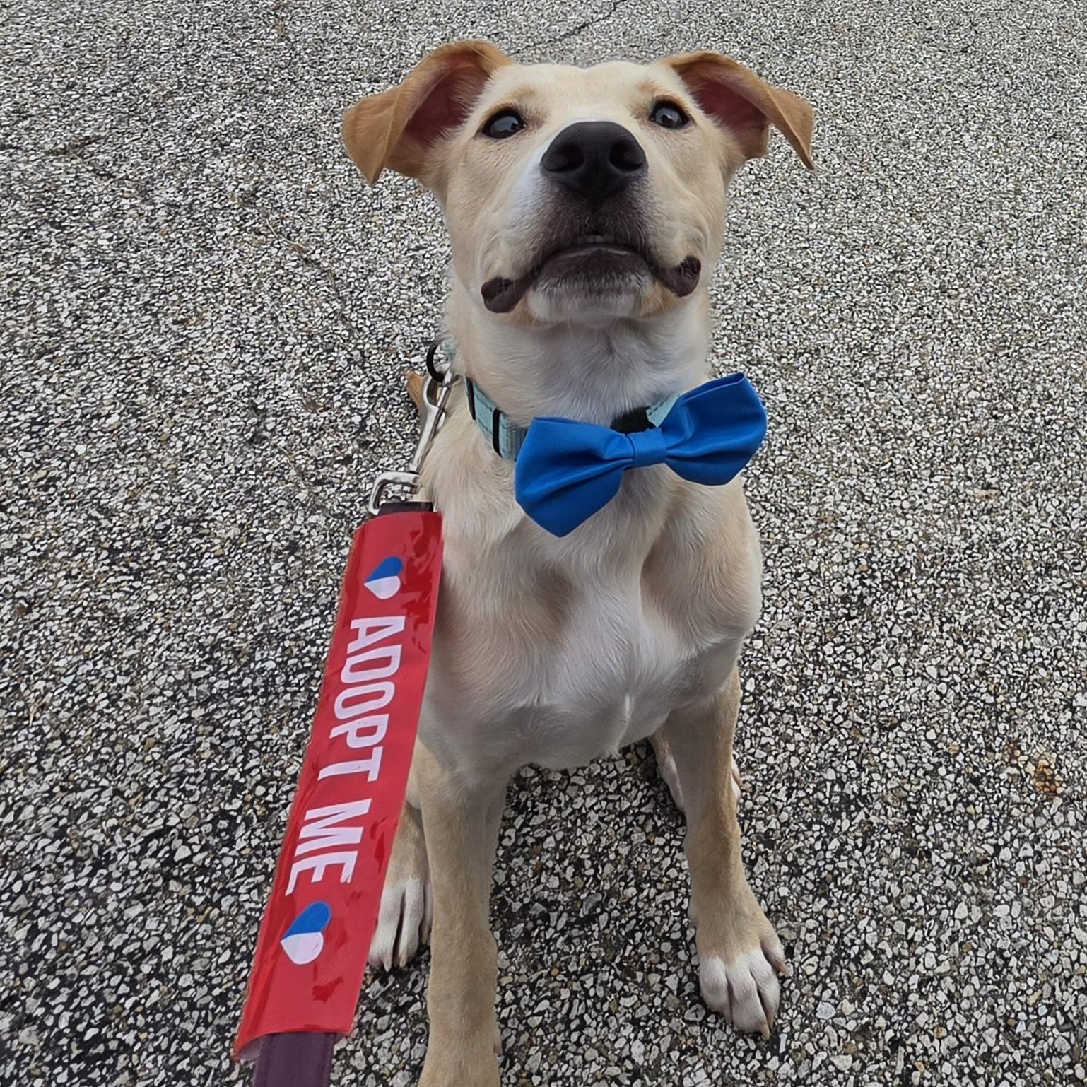Enlarge Bowie, a ADOPTABLE mixed breed in East Peoria, IL image 5/6