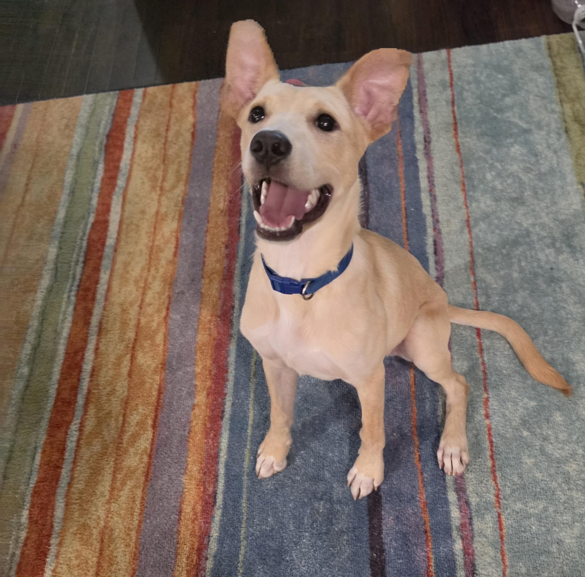 Enlarge Bowie, a ADOPTABLE mixed breed in East Peoria, IL image 1/6
