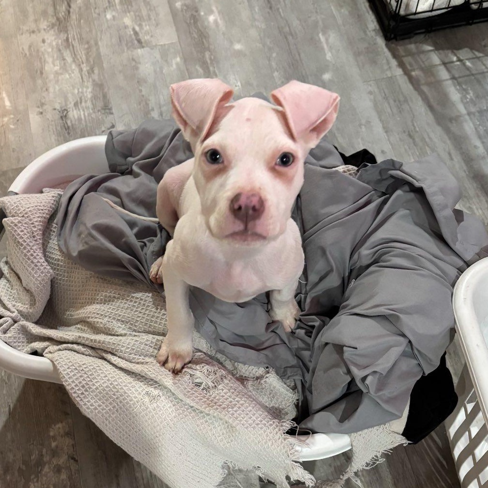 Ducky, ADOPTABLE, Puppy Female Pit Bull Terrier.