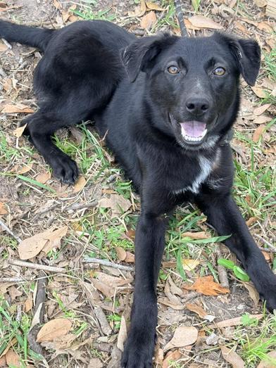 Piglet — thumbnail 3