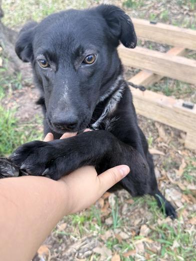 Piglet — thumbnail 4