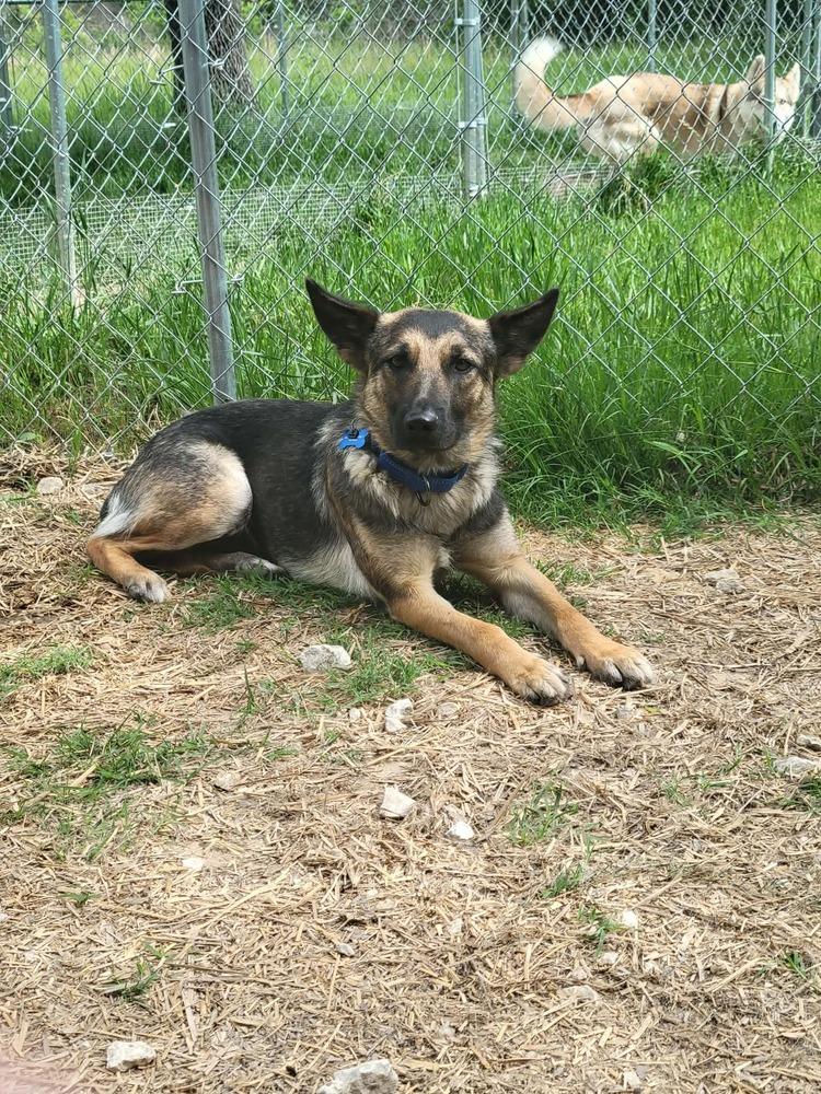 Andi, Adoptable, Young Female German Shepherd Dog.