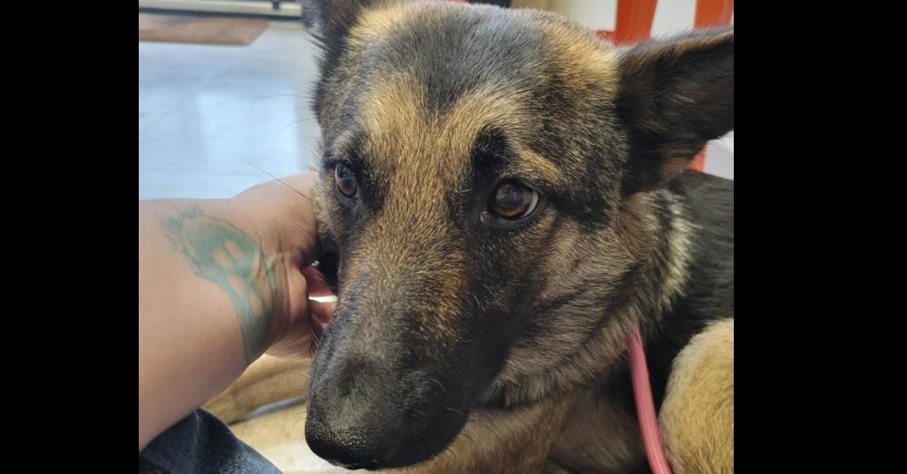 Enlarge Andi, a Adoptable mixed breed in Hutto, TX image 2/2