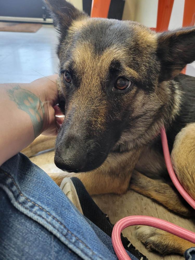 Andi, Adoptable, Young Female German Shepherd Dog.
