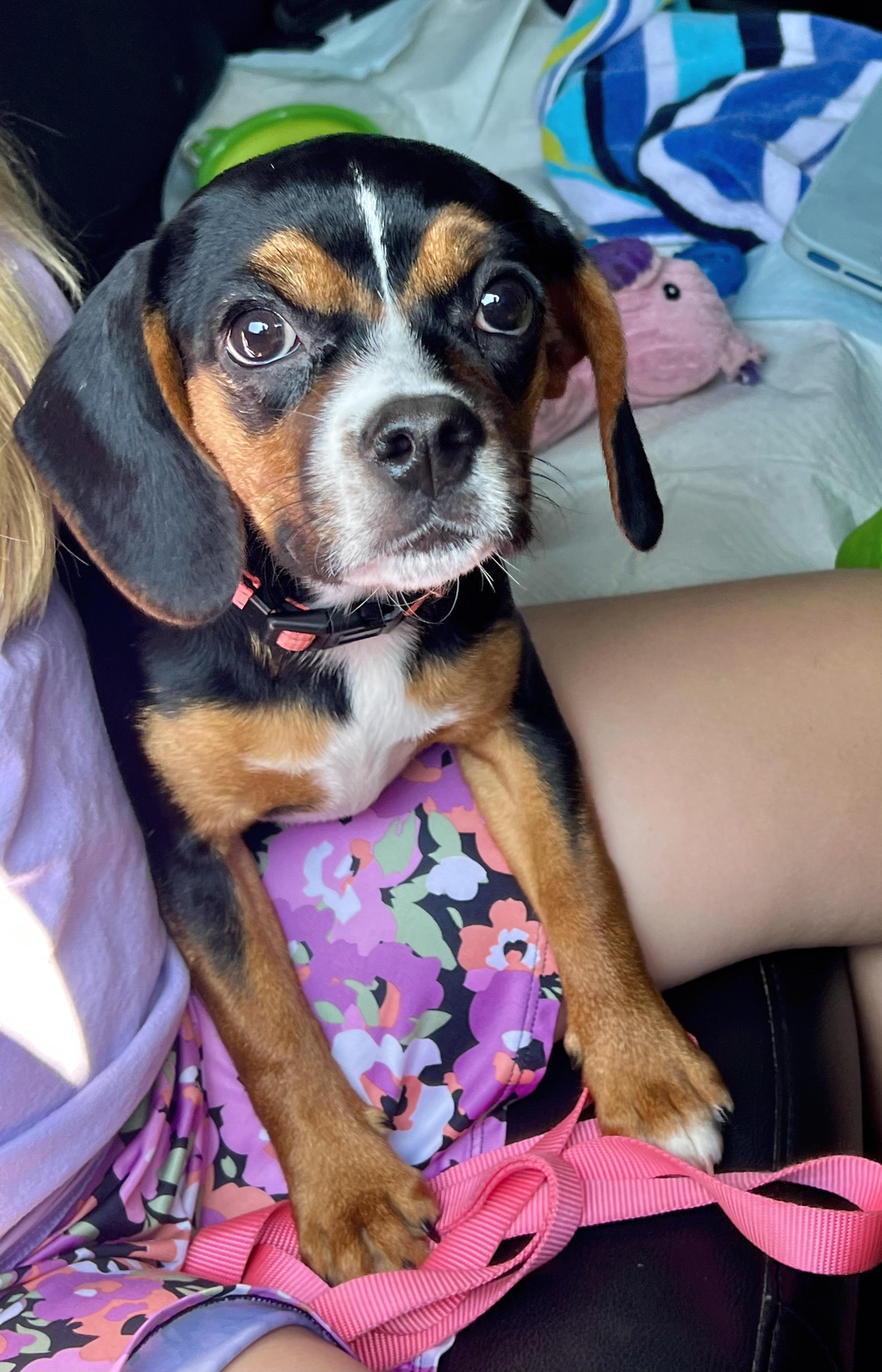Enlarge Wilma, a Adopted mixed breed in Mt Pleasant, SC image 3/6
