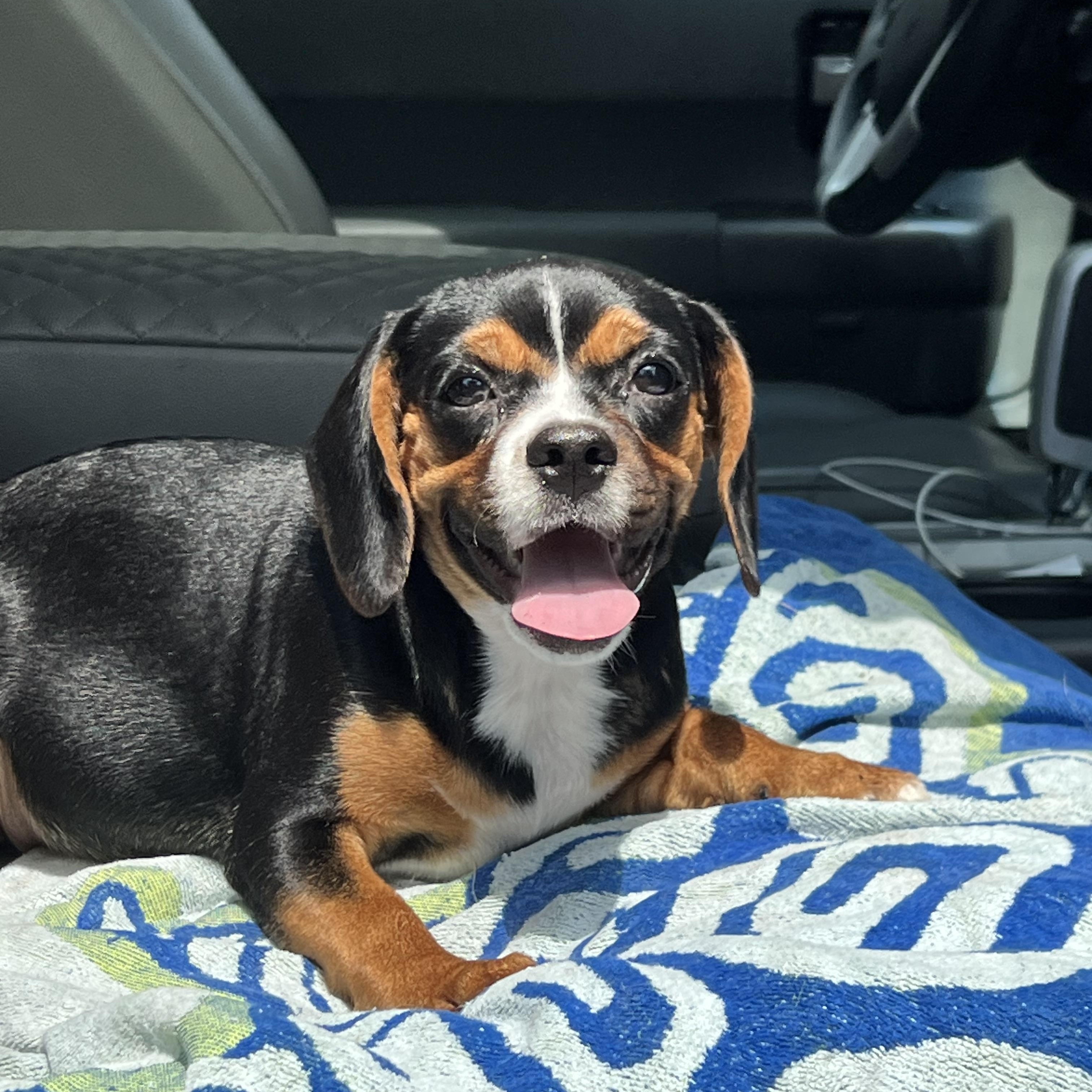 Wilma, a ADOPTABLE mixed breed in Mt Pleasant, SC image 3/6