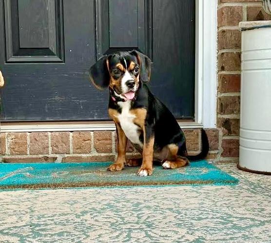 Enlarge Wilma, a Adoptable mixed breed in Mt Pleasant, SC image 4/6