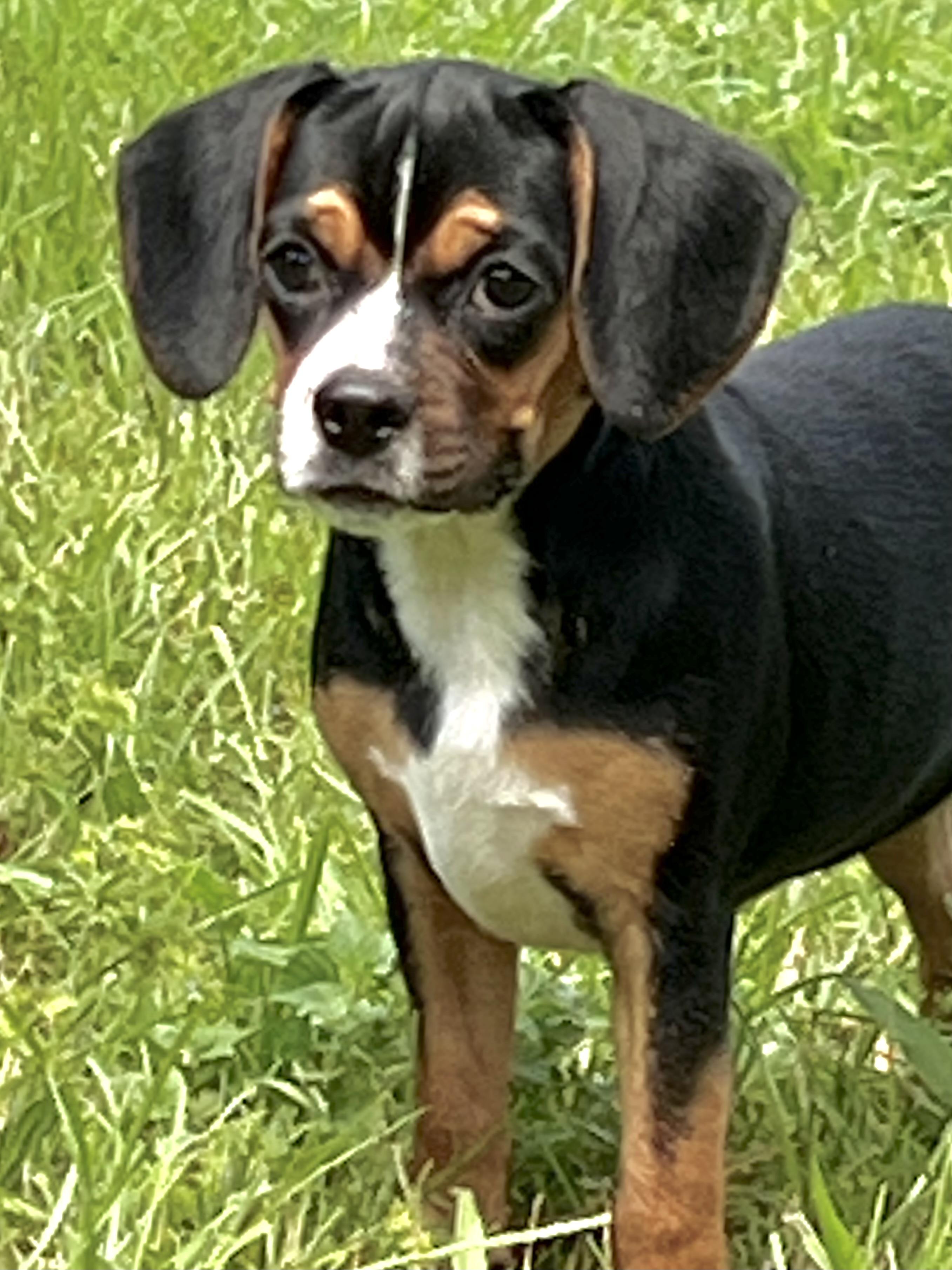 Wilma, ADOPTABLE, Puppy Female Mixed Breed.