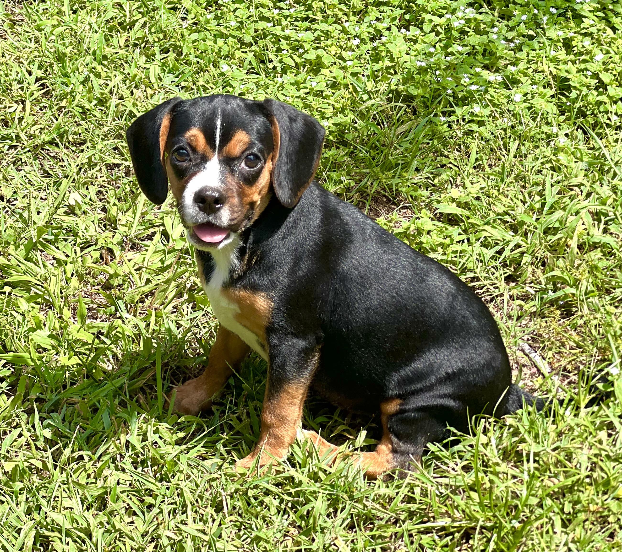 Wilma, a ADOPTABLE mixed breed in Mt Pleasant, SC image 6/6