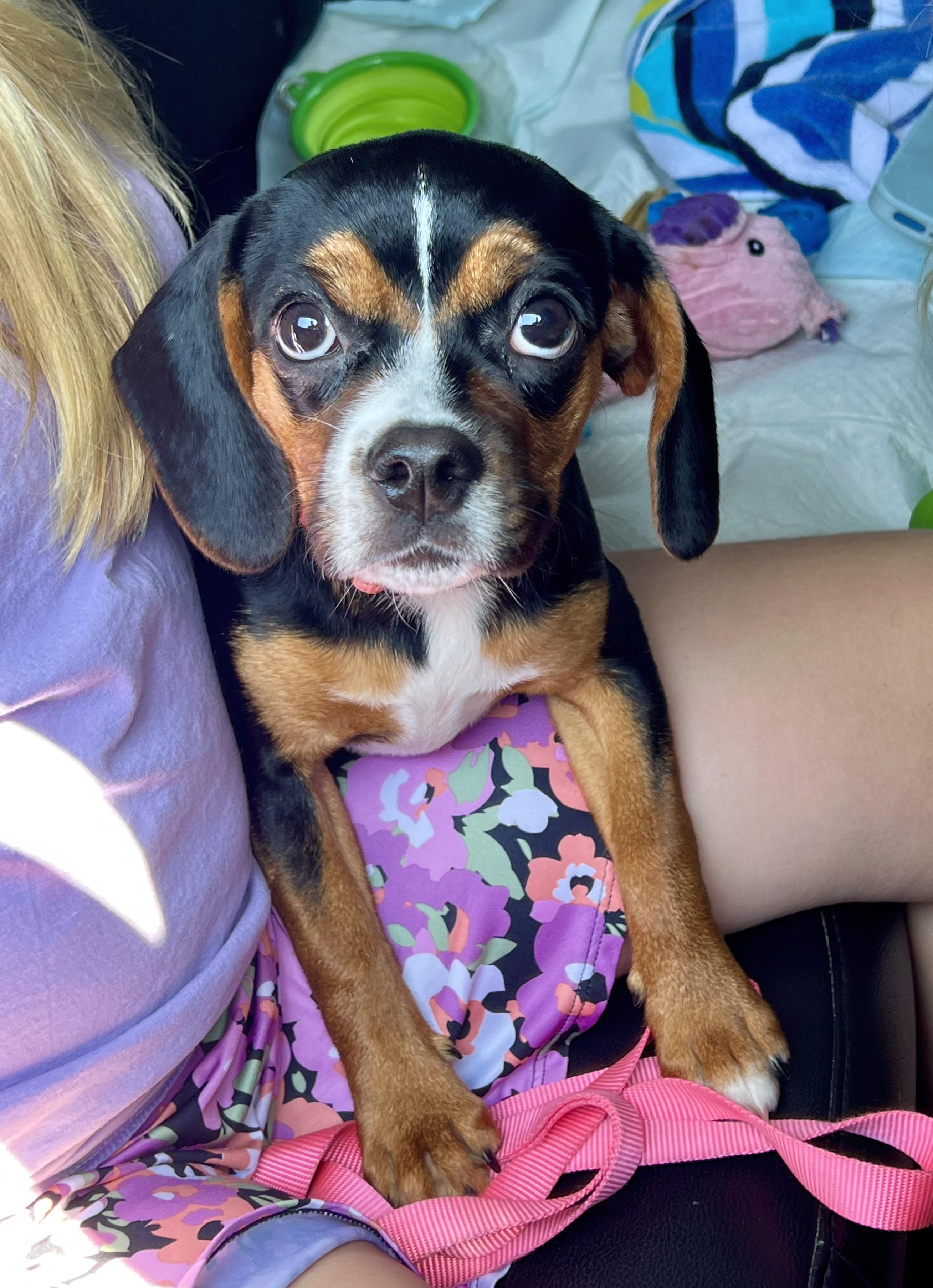 Wilma, Adopted, Young Female Mixed Breed.