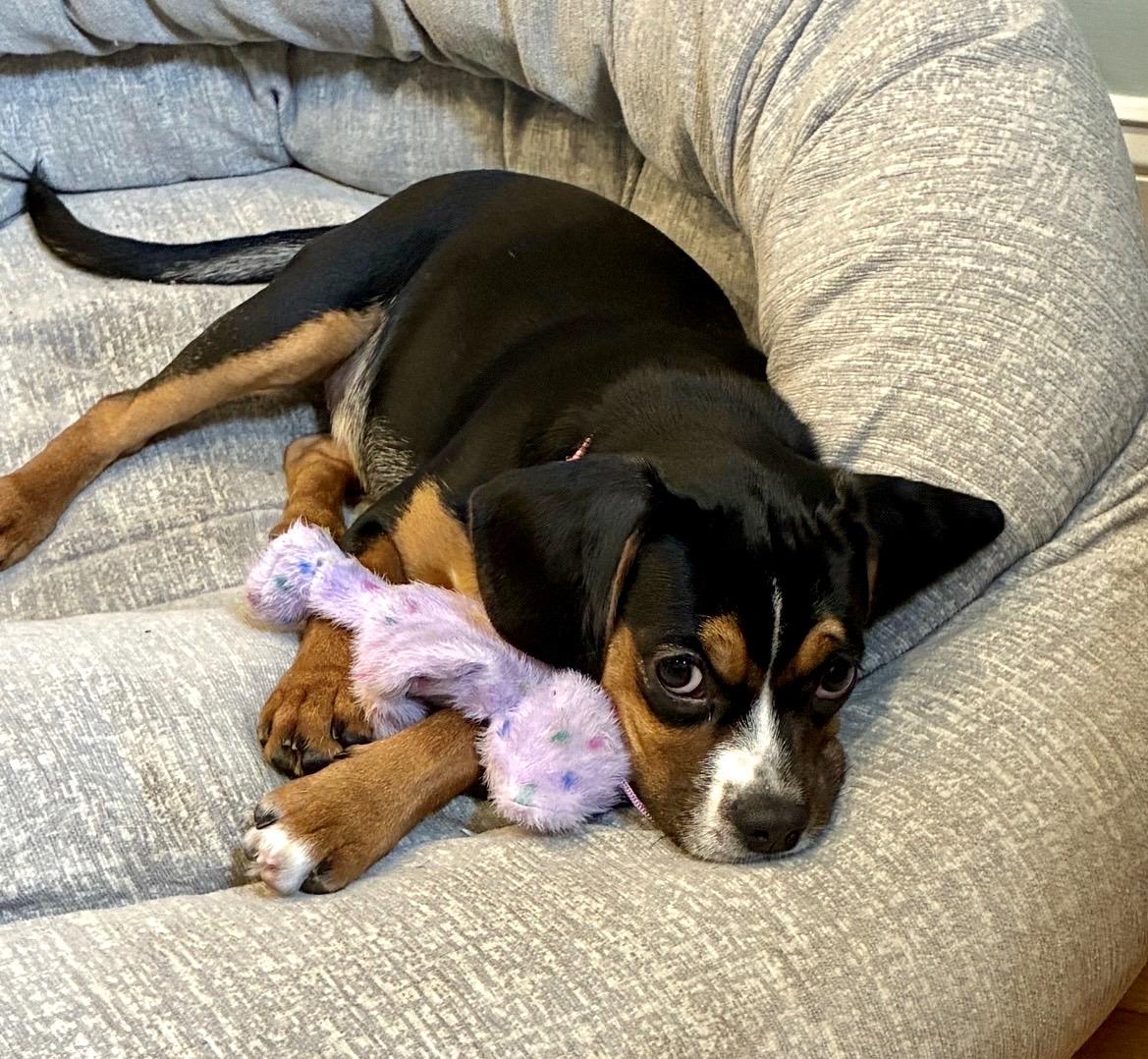 Enlarge Wilma, a Adoptable mixed breed in Mt Pleasant, SC image 5/6