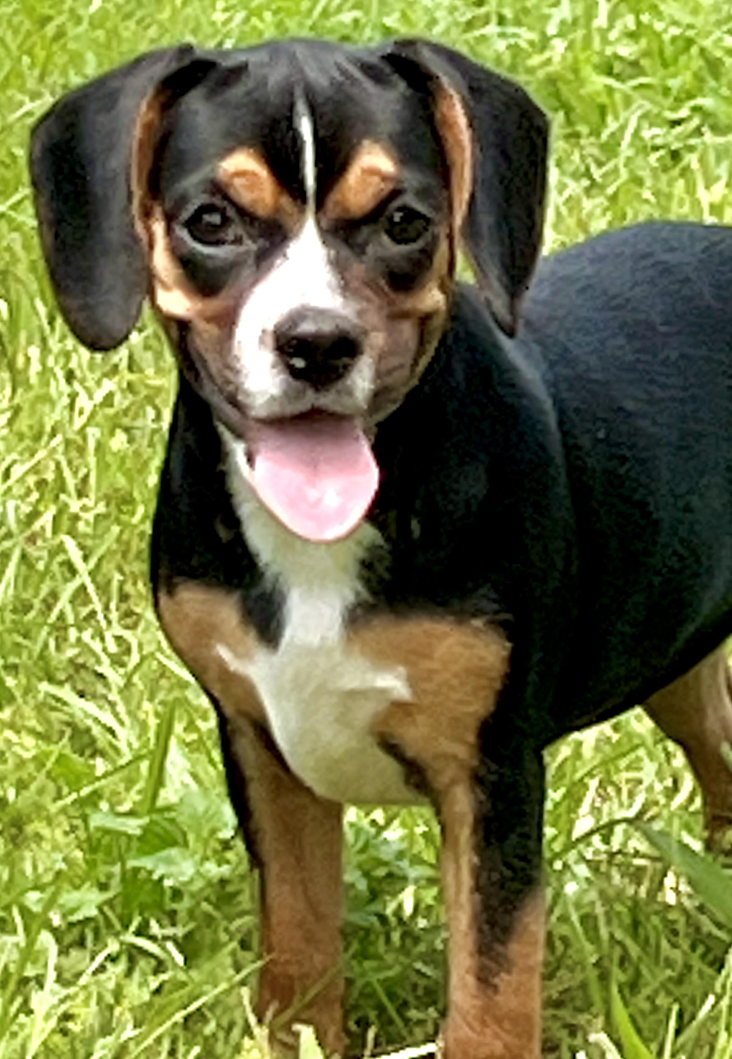 Wilma, a ADOPTABLE mixed breed in Mt Pleasant, SC image 4/6