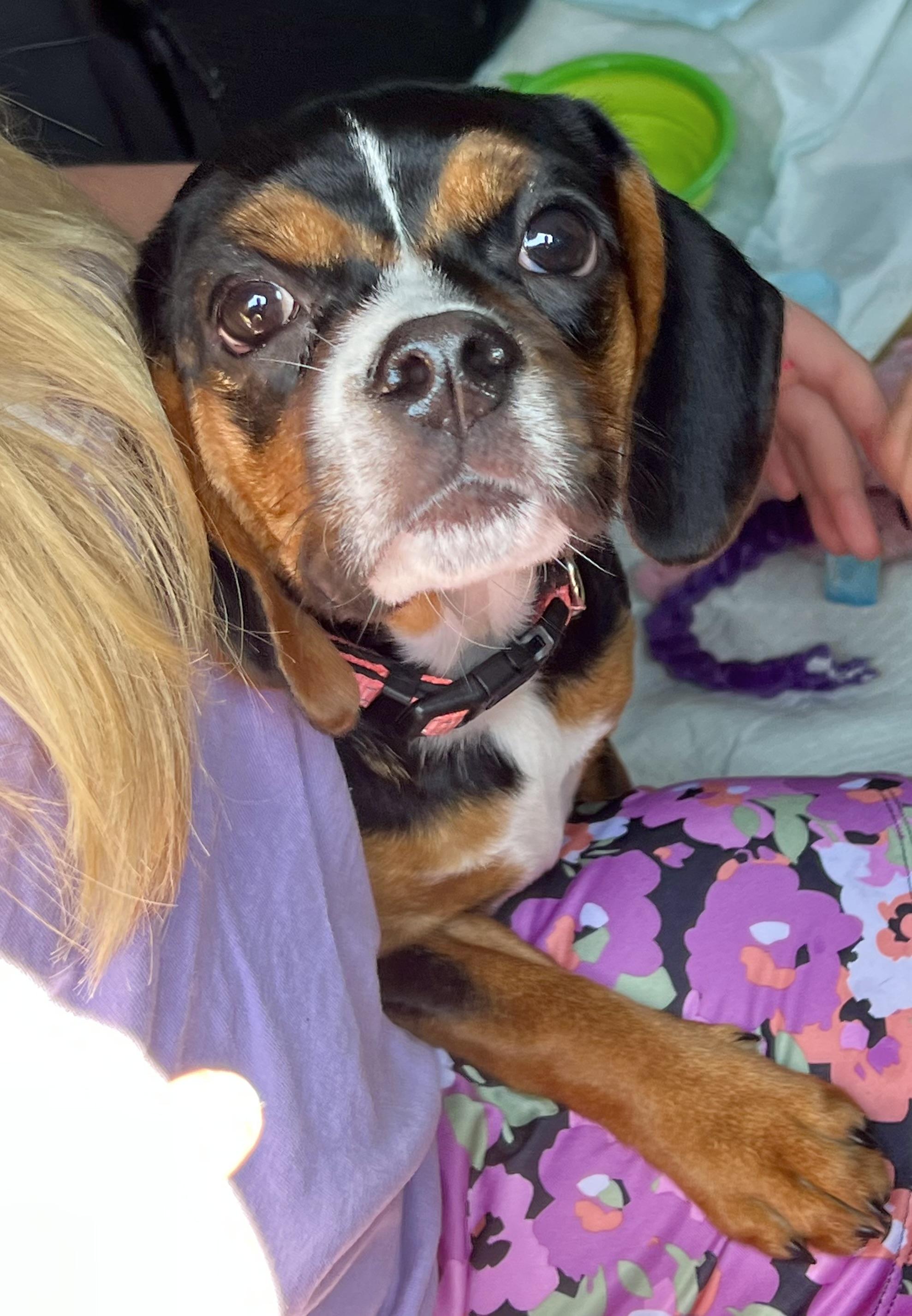 Enlarge Wilma, a Adopted mixed breed in Mt Pleasant, SC image 5/6