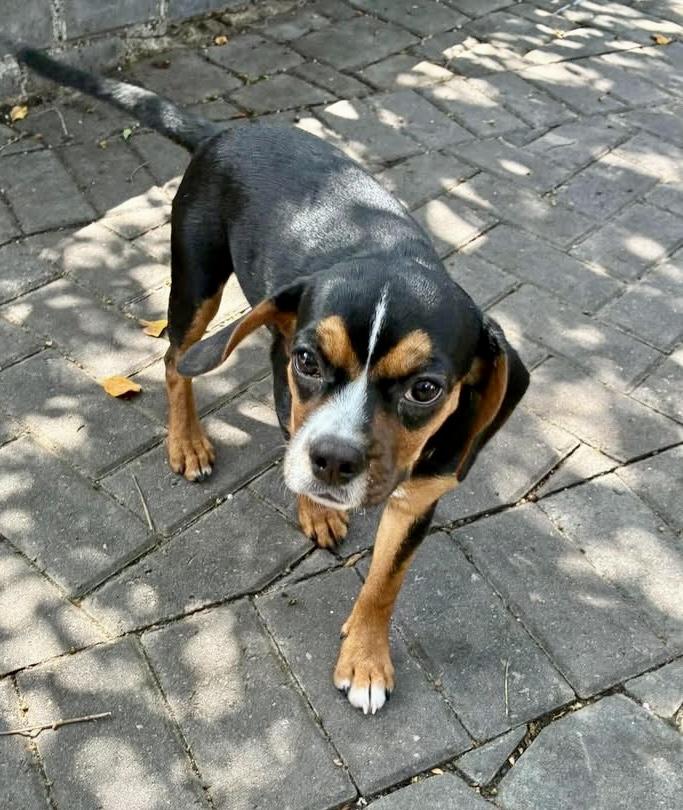 Enlarge Wilma, a Adoptable mixed breed in Mt Pleasant, SC image 2/6