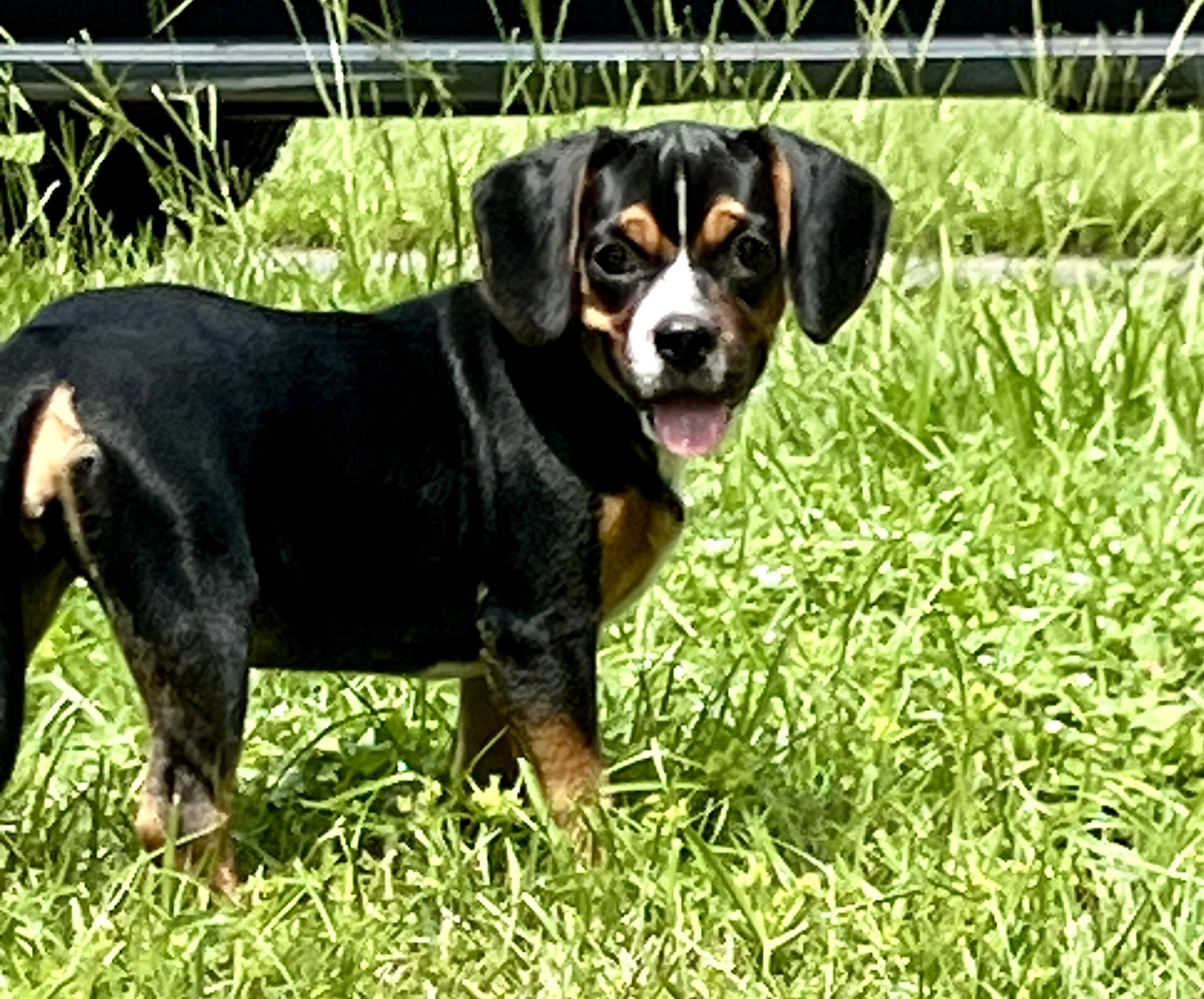 Wilma, a ADOPTABLE mixed breed in Mt Pleasant, SC image 2/6