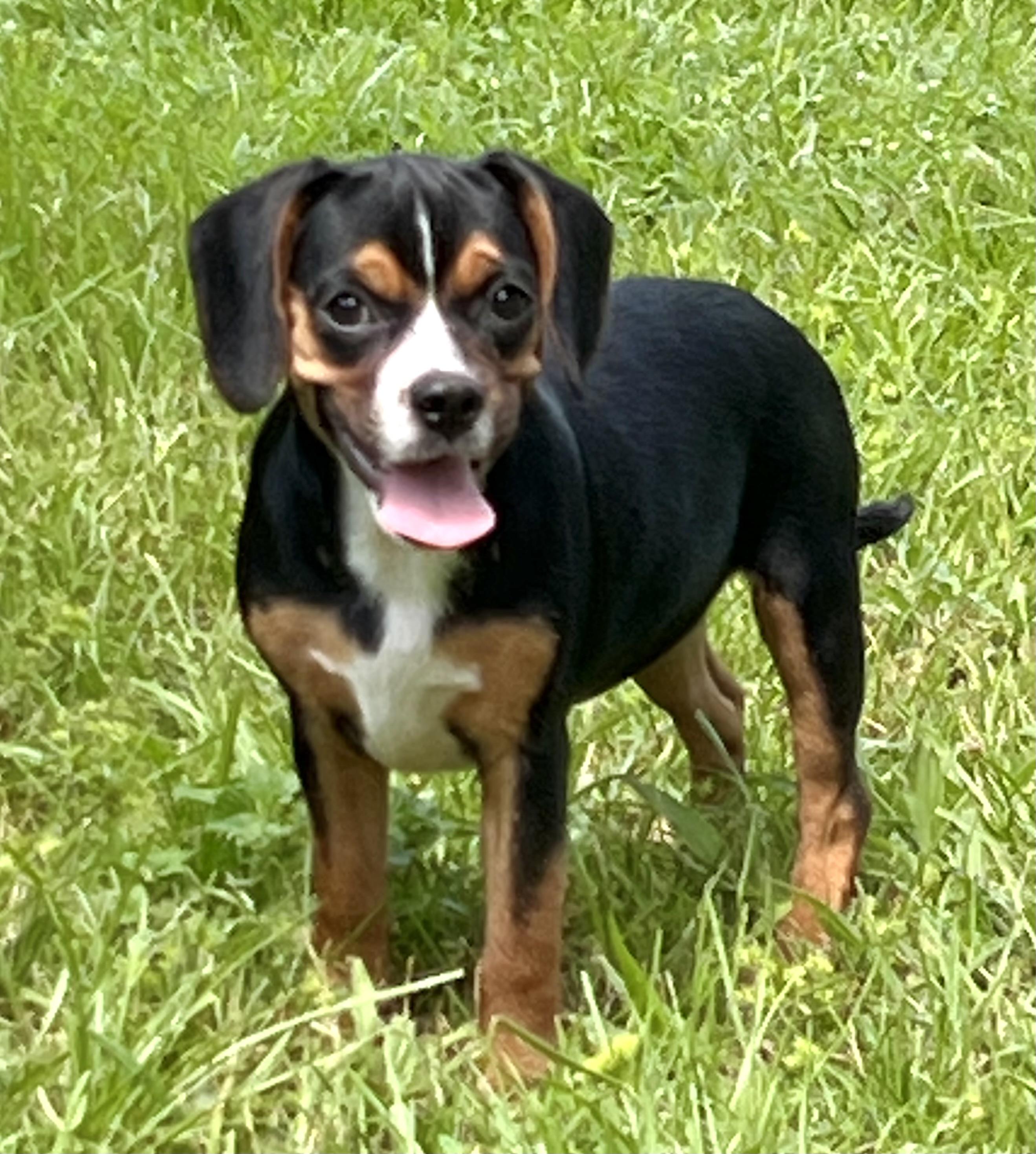 Wilma, a ADOPTABLE mixed breed in Mt Pleasant, SC image 5/6