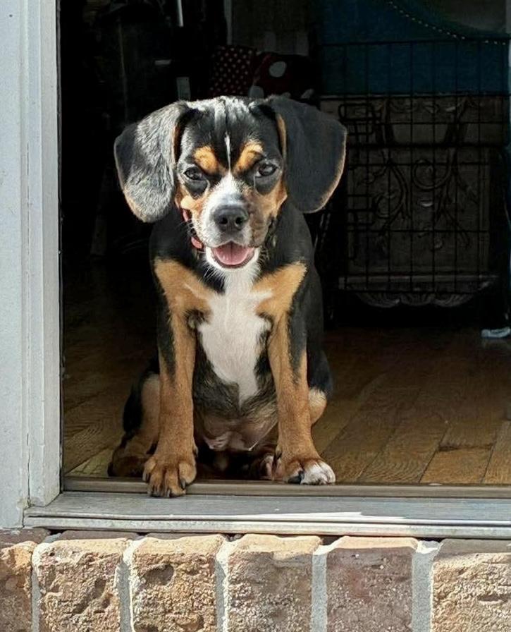 Wilma, Adoptable, Young Female Mixed Breed.