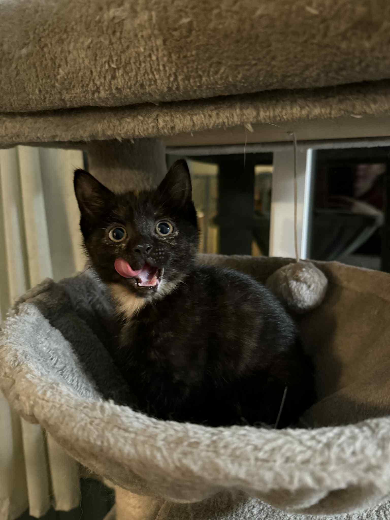 Bellatrix - In Foster