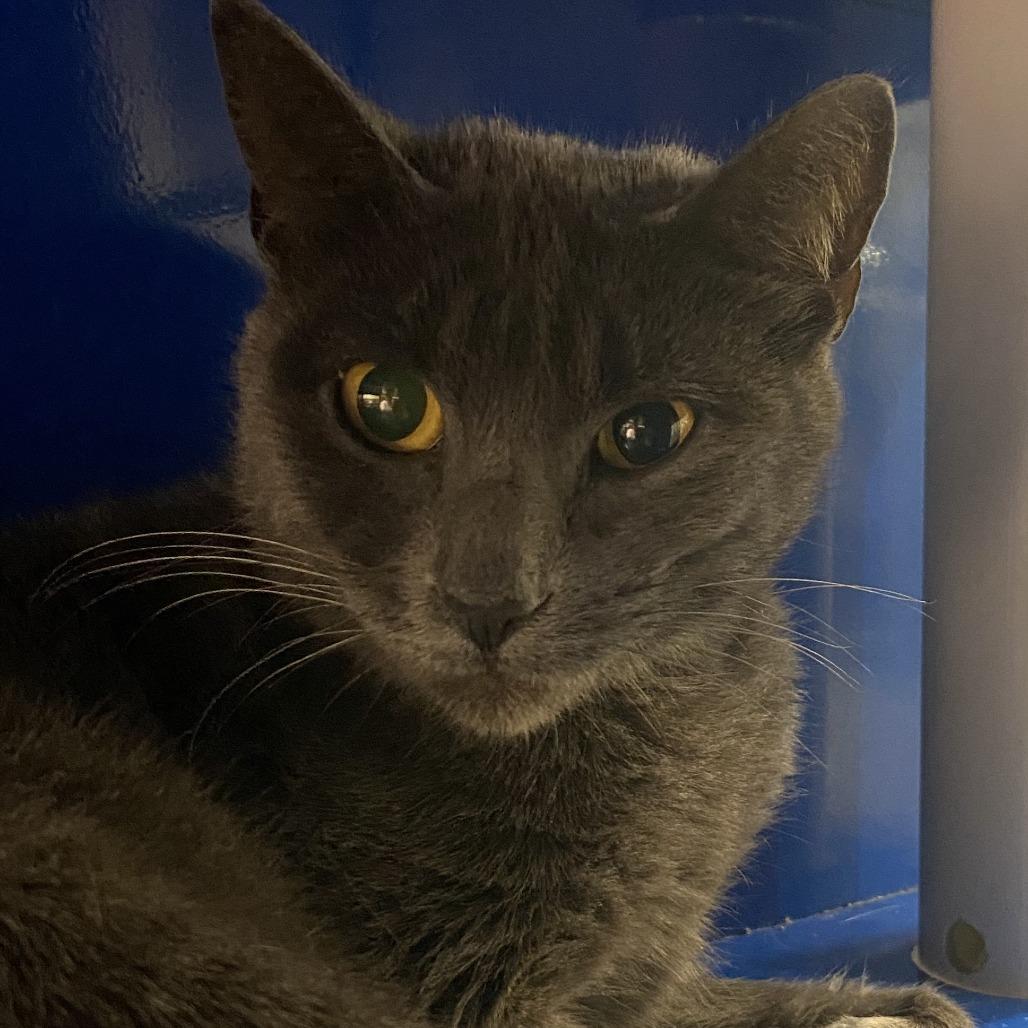 Flash - 110612T, Adoptable, Adult Female Domestic Short Hair.