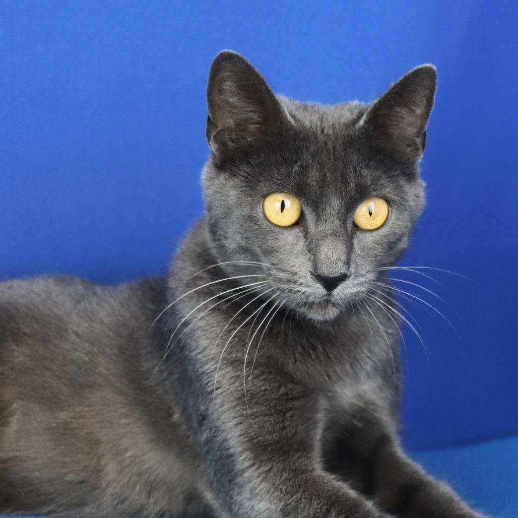 Flash - 110612T, a Adoptable Domestic Short Hair in Tupelo, MS image 2/3