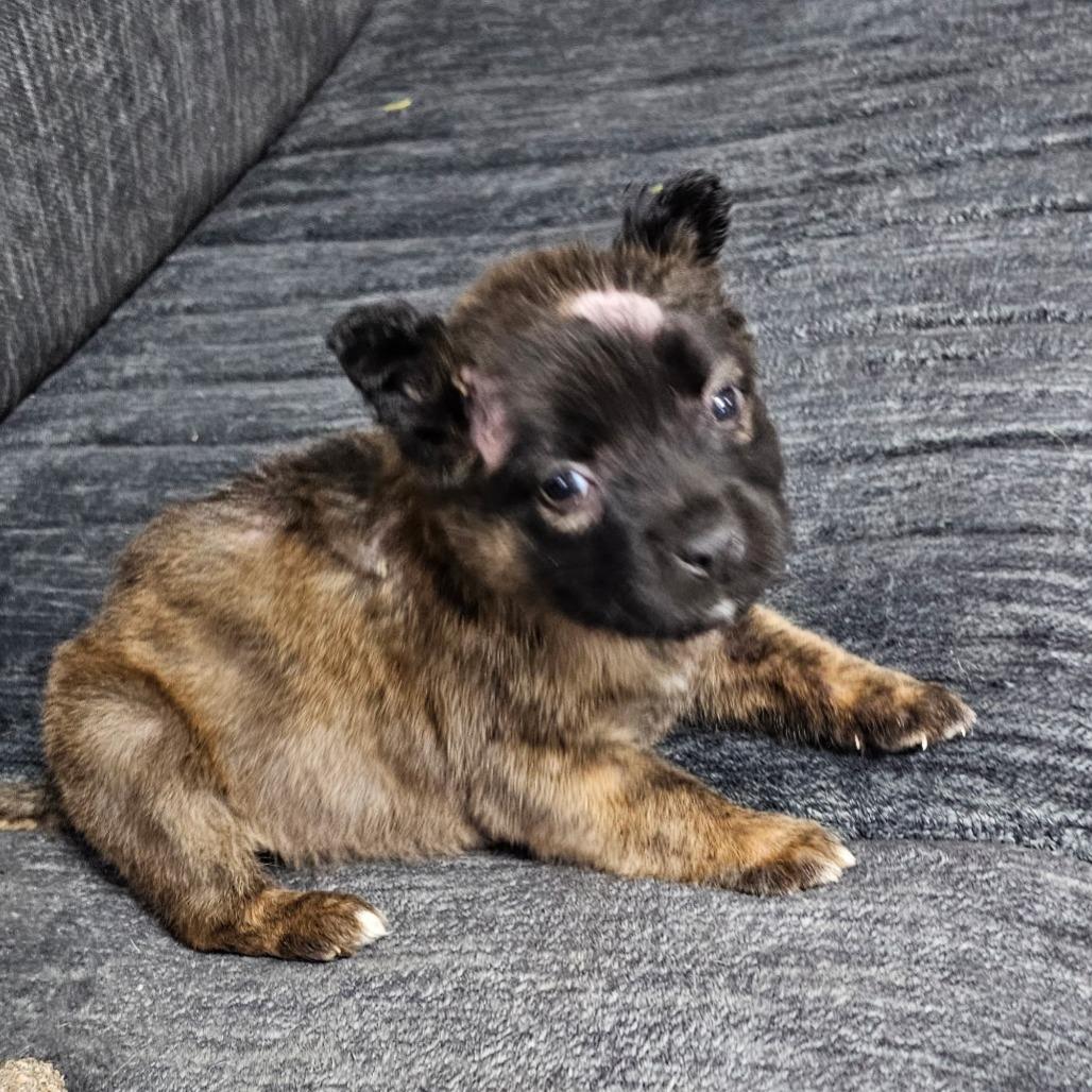 Enlarge Lucky (Hwy Baby 5), a Adoptable Pit Bull Terrier in Myrtle Beach, SC image 1/4