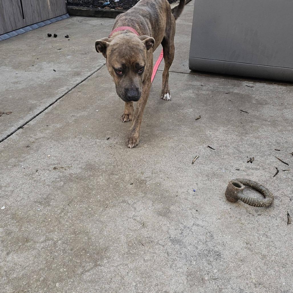 Enlarge Lucky (Hwy Baby 5), a Adoptable Pit Bull Terrier in Myrtle Beach, SC image 2/4