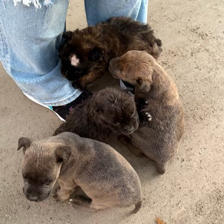 Enlarge Lucky (Hwy Baby 5), a Adoptable Pit Bull Terrier in Myrtle Beach, SC image 3/4