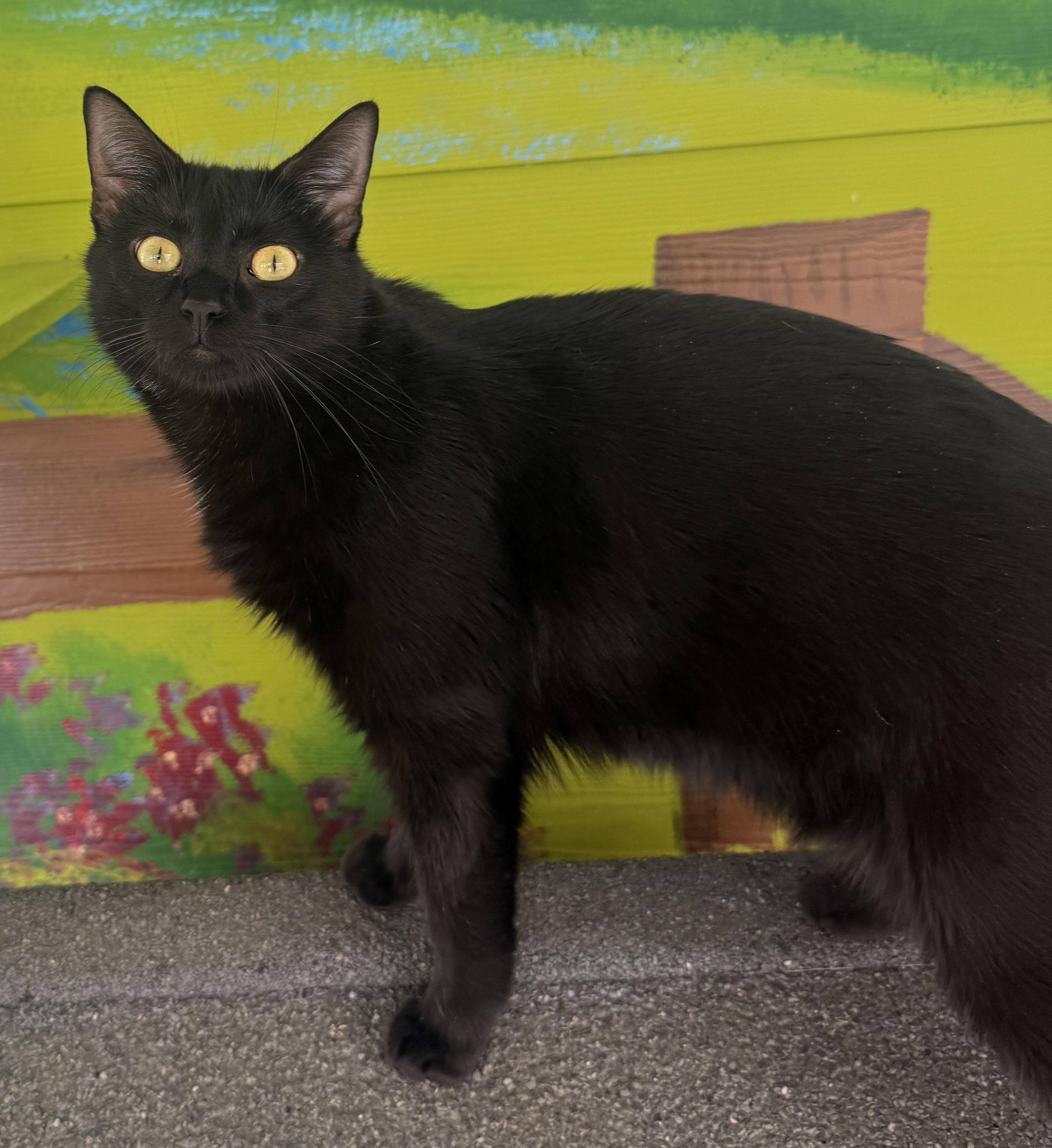 Lucy, adoptable, Adult Female Domestic Short Hair.
