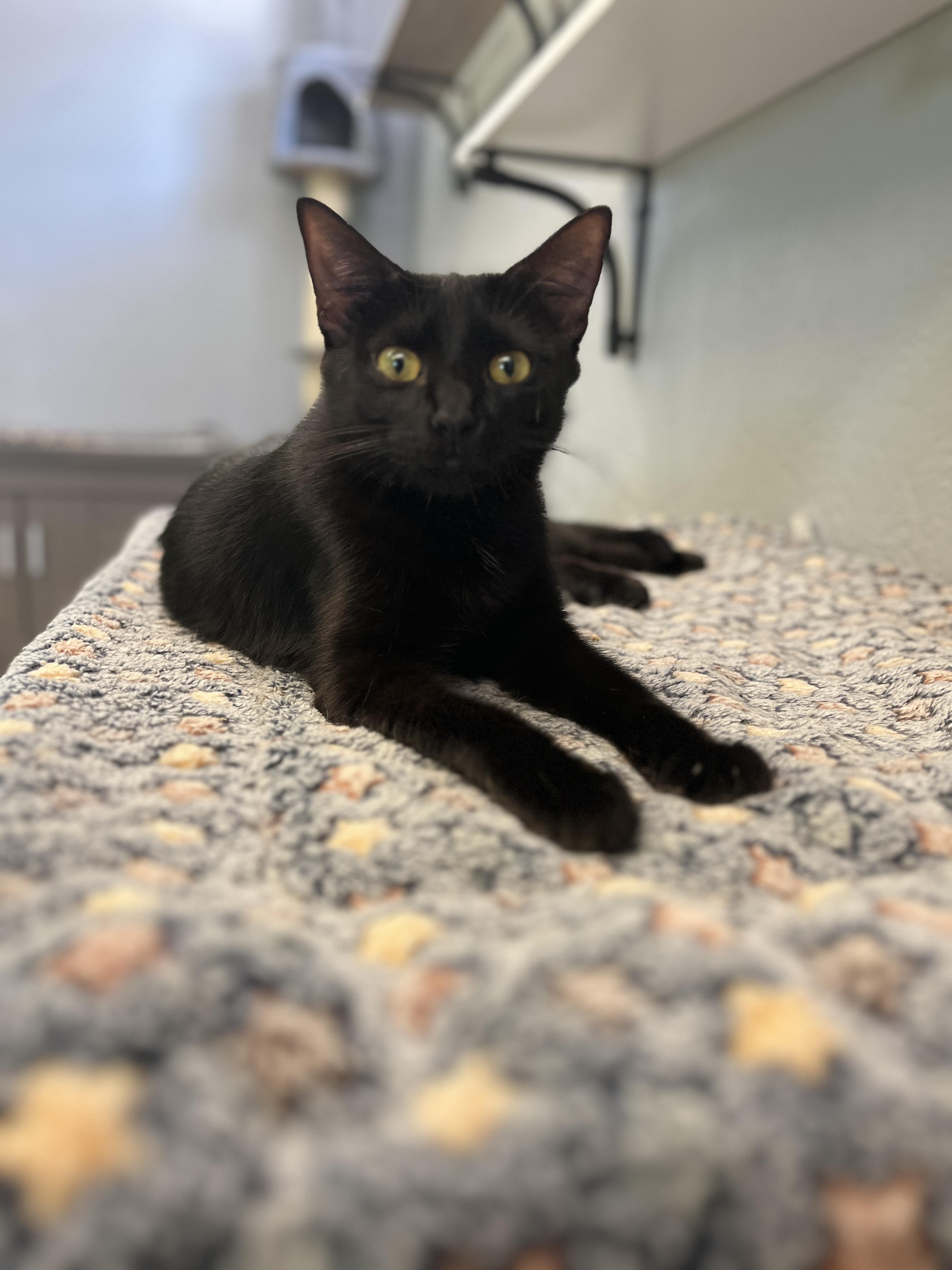 Enlarge Lucy, an adoptable Domestic Short Hair in Weatherford, TX image 2/5