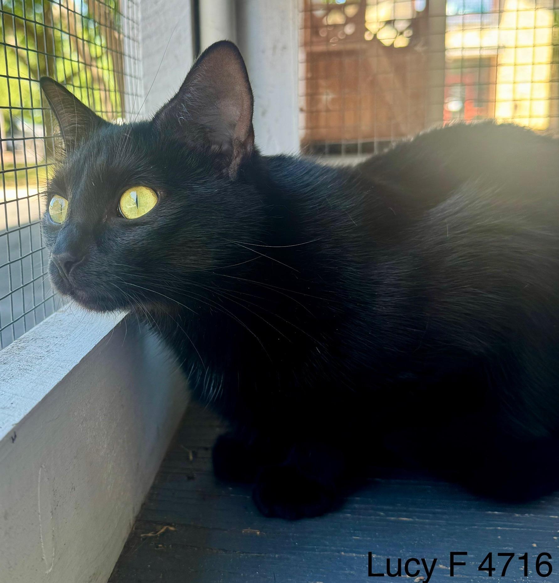 Enlarge Lucy, an adoptable Domestic Short Hair in Weatherford, TX image 3/5