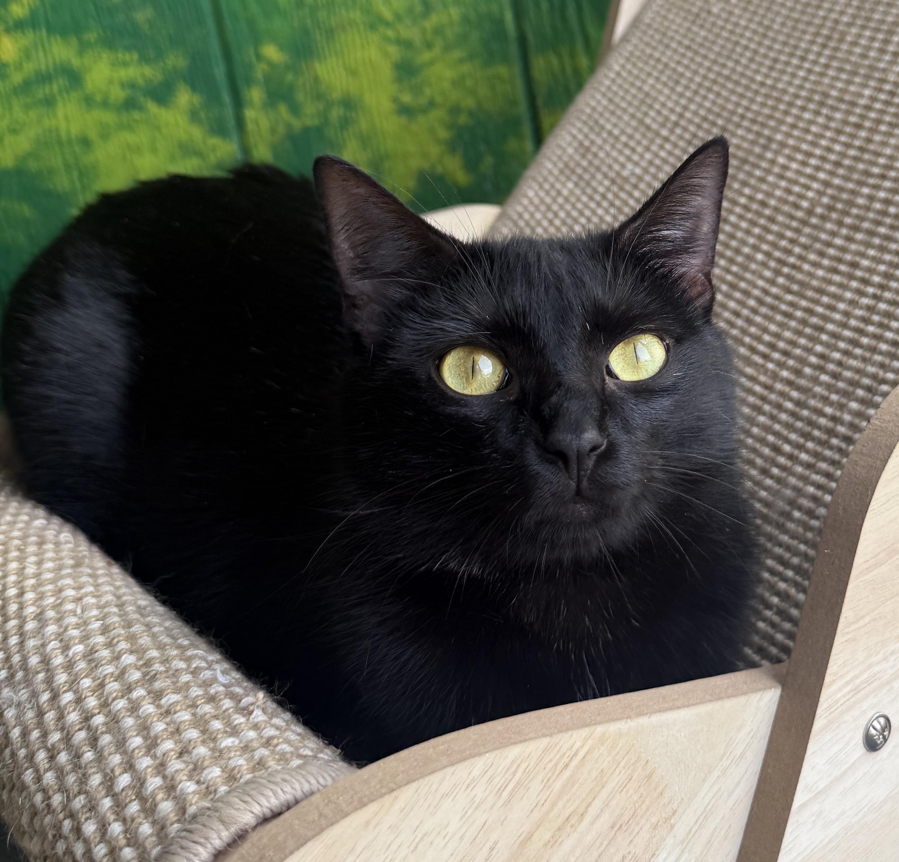 Enlarge Lucy, an adoptable Domestic Short Hair in Weatherford, TX image 4/5