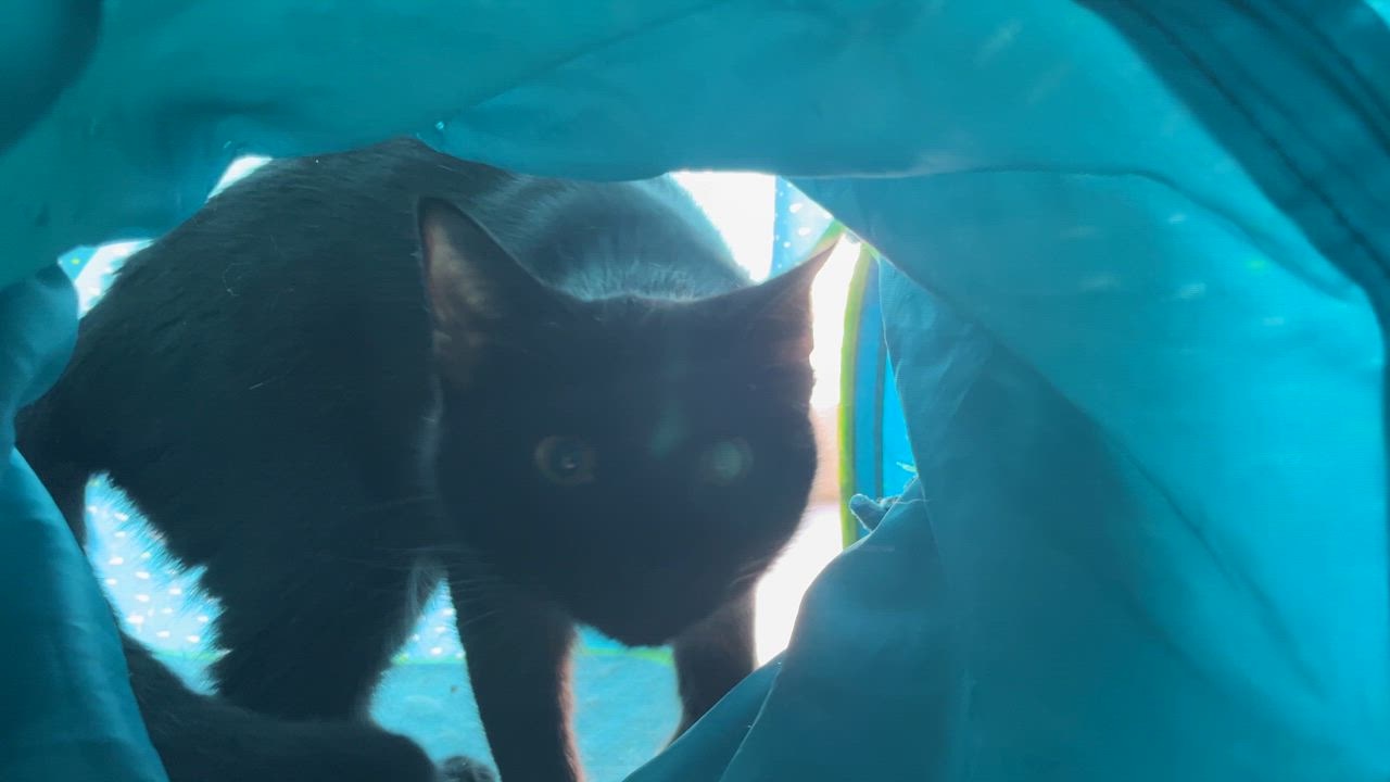 Enlarge Lucy, an adoptable Domestic Short Hair in Weatherford, TX video 5/5