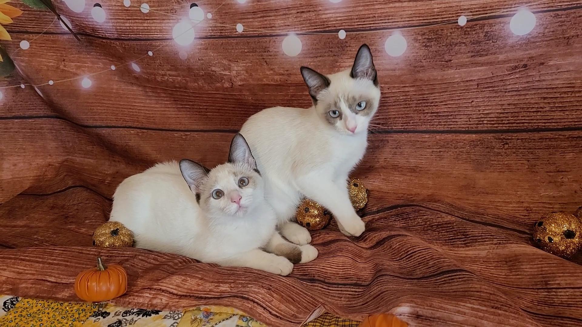 CASPERELLA & CLEMENTINA