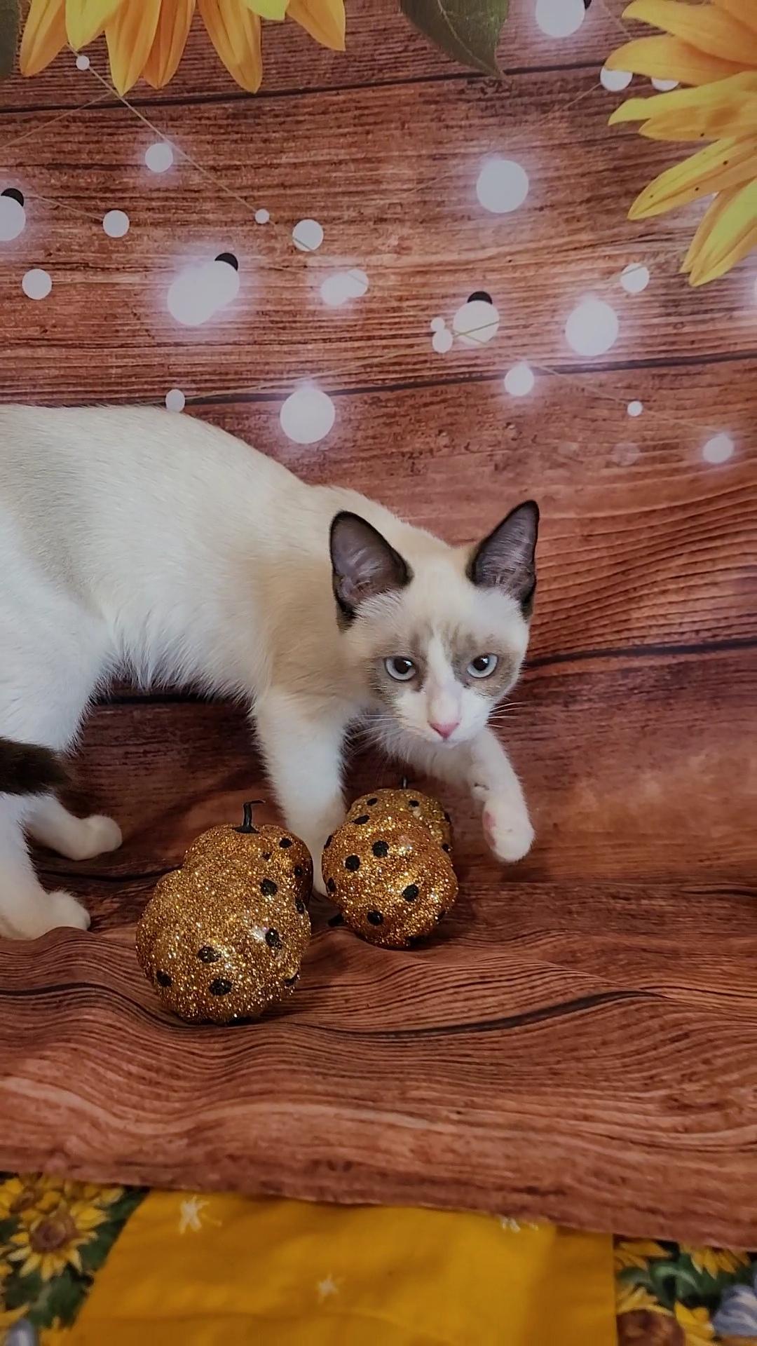 CASPERELLA & CLEMENTINA