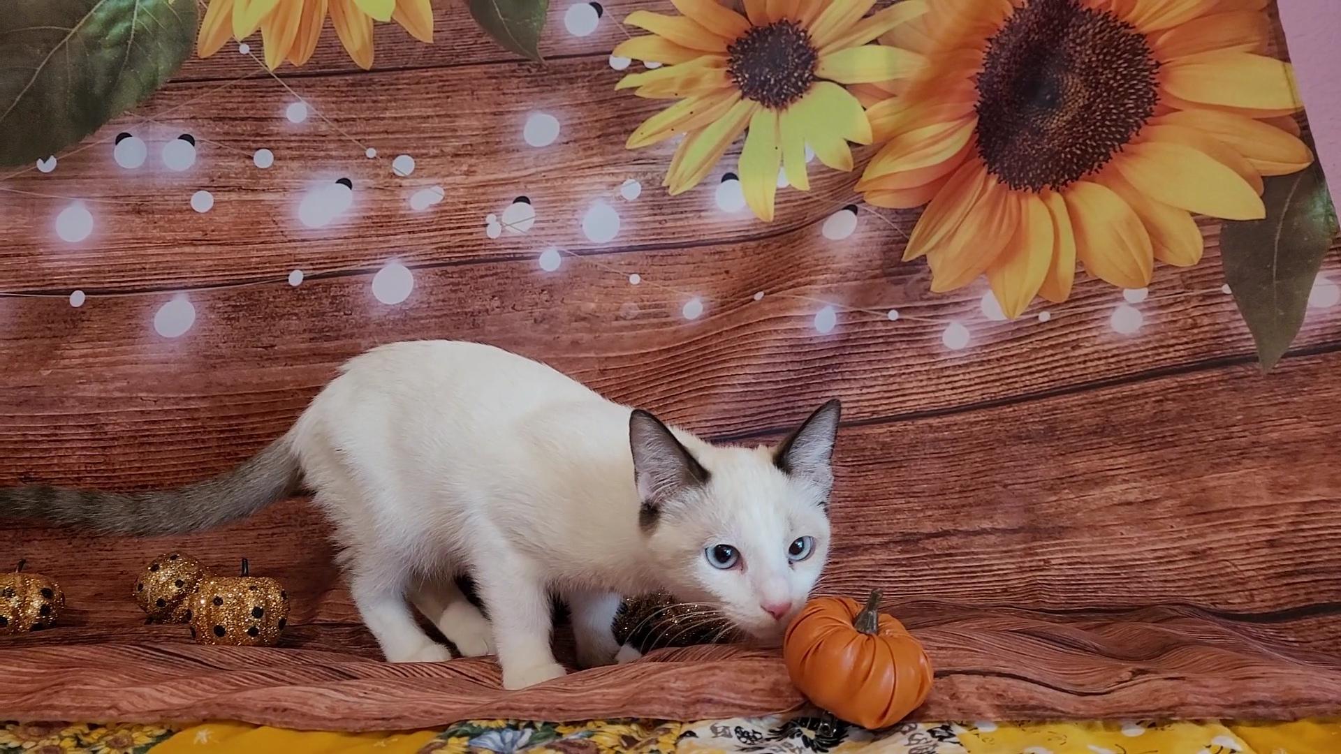 CASPERELLA & CLEMENTINA