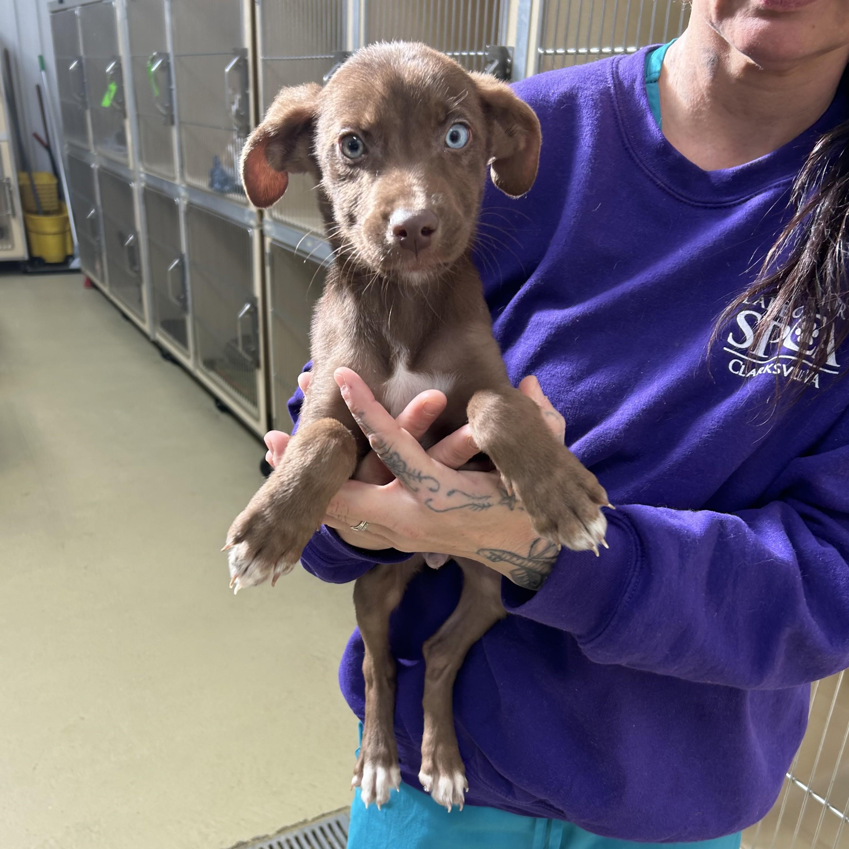 Flyer, adopted, Puppy Male Chocolate Labrador Retriever & Husky.